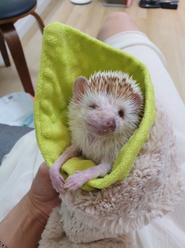  무지개다리를 건넌 고슴도치 까꿍이..보고싶다.