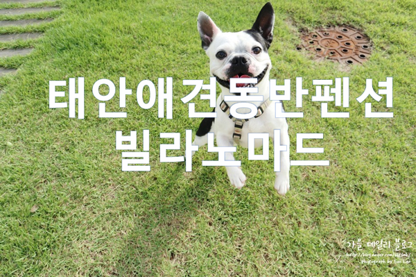  태안애견동반펜션 빌라노마드 강아지의 천국