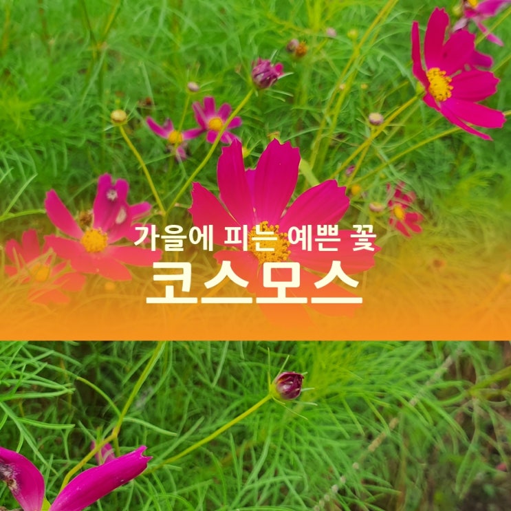  블로그씨 질문답변, 가을 꽃, 코스모스 축제 가즈아!