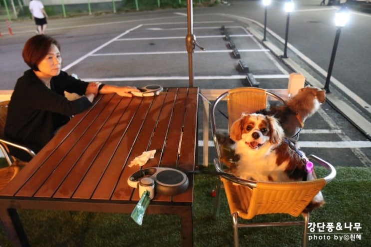  천안 천호지카페 그래비티 테라스 강아지 가능