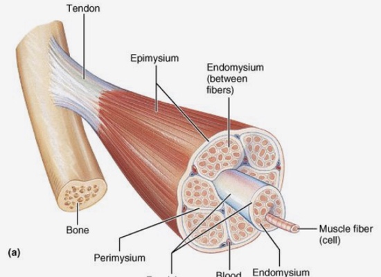  단순한 근육통으로 넘기면 NoNoNo! {횡문근융해증:Rhabdomyolysis}
