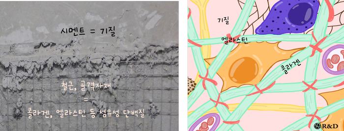 [피부탐구노트 3] 피부의 구조_진피 : 네이버 블로그