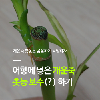  어항 속에 넣고 키우는 개운죽 촛농 보수하기