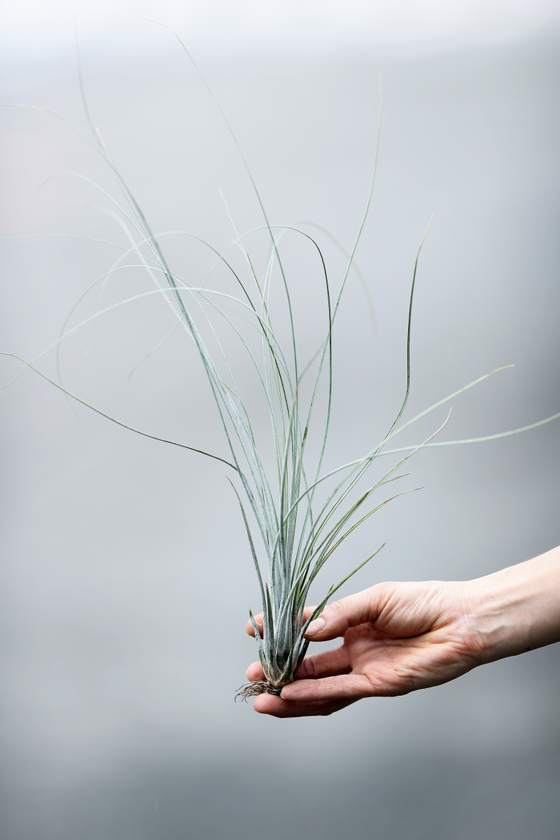 헤데라 화이트리플, 거트루드 스타우스, 오레우스, 엔조이스킨, 틸라드시아 준세아, 필리폴리아, 페페로미아 실버리플 그린, 스피어민트,  금류철화, 알바선인장, 로드킬선인장 外 : 네이버 블로그