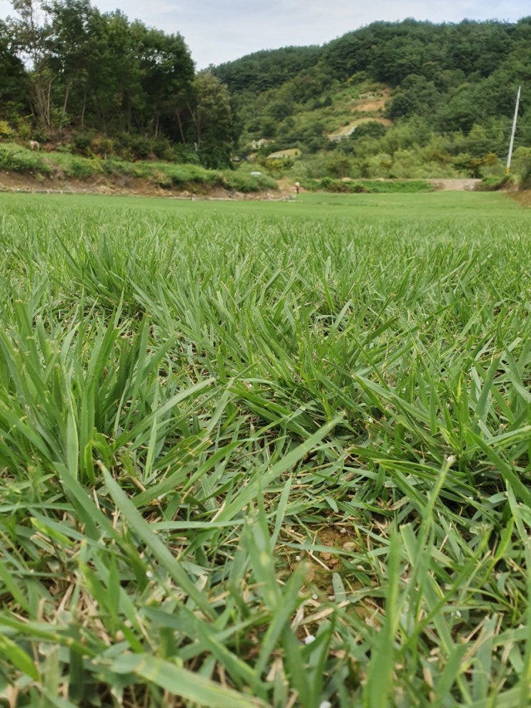  한국 잔디 종류 알아보기 - 초원잔디