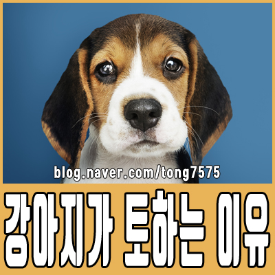  강아지가 토하는 이유 6가지 참고하세요