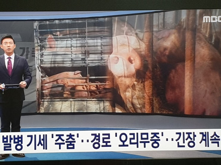  돼지열병 발병 기세 '주춤'…경로 '오리무중'…긴장 계속