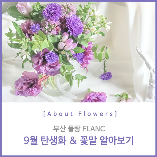  플랑 9월 탄생화 & 꽃말 알아보기