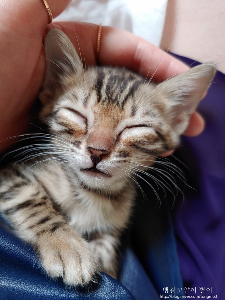  뱅갈고양이 별이 잠자는 숲속의 고양이 