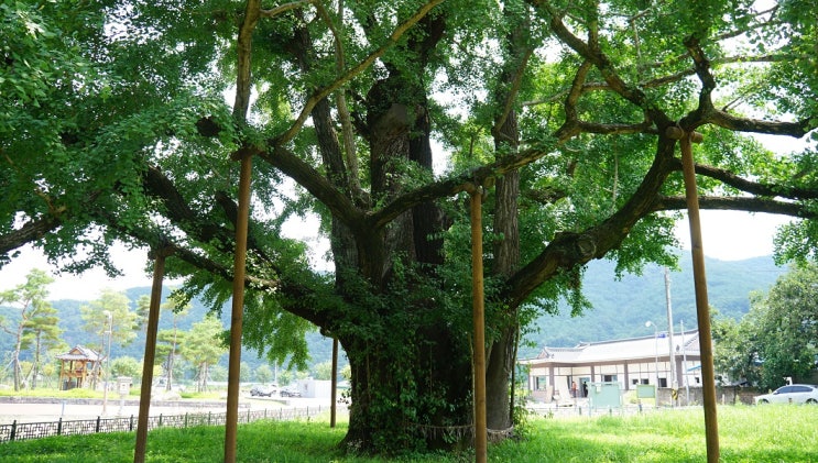 [ 경남 ] 2019, 老巨樹 [1] … 4. 곽재우 장군 생가 & 은행나무