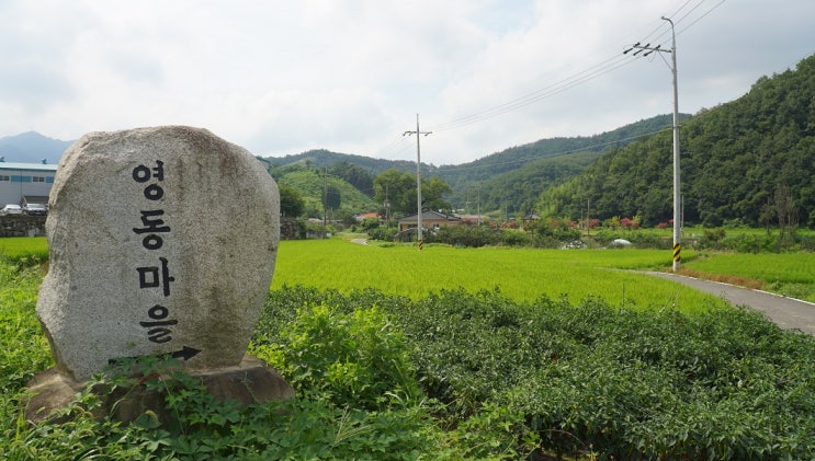  [ 경남 ] 2019, 老巨樹 [1] … Prologue