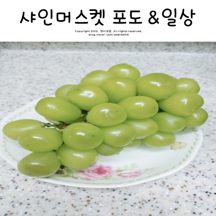 김천 샤인머스켓 씨없는 망고포도 먹어봄! 먹는 일상 김천 샤인머스켓 씨없는 망고포도 먹어봄! 먹는 일상
