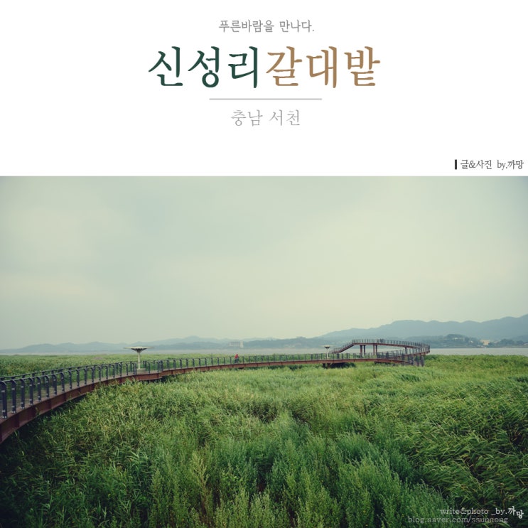  서천 신성리갈대밭, 푸른 바람을 만나다.