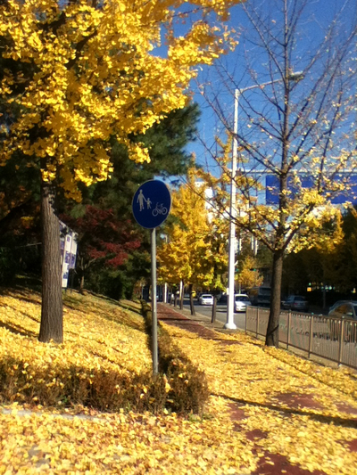  한국 일상, 2013 가을