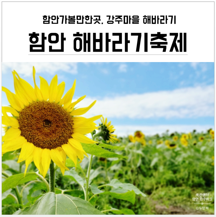 경남 가볼만한곳 함안 강주마을 해바라기축제, 노오란 천국