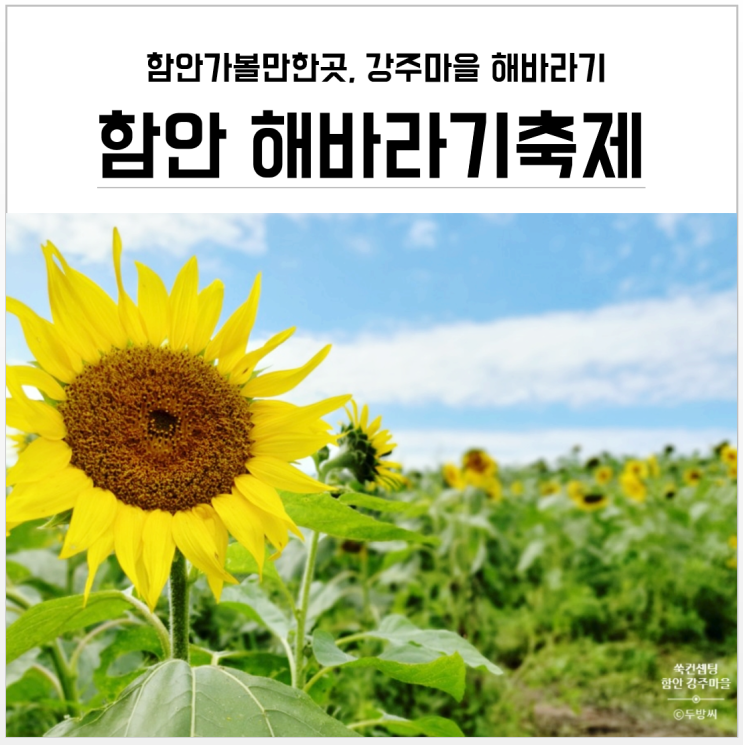 경남 가볼만한곳 함안 강주마을 해바라기축제, 노오란 천국