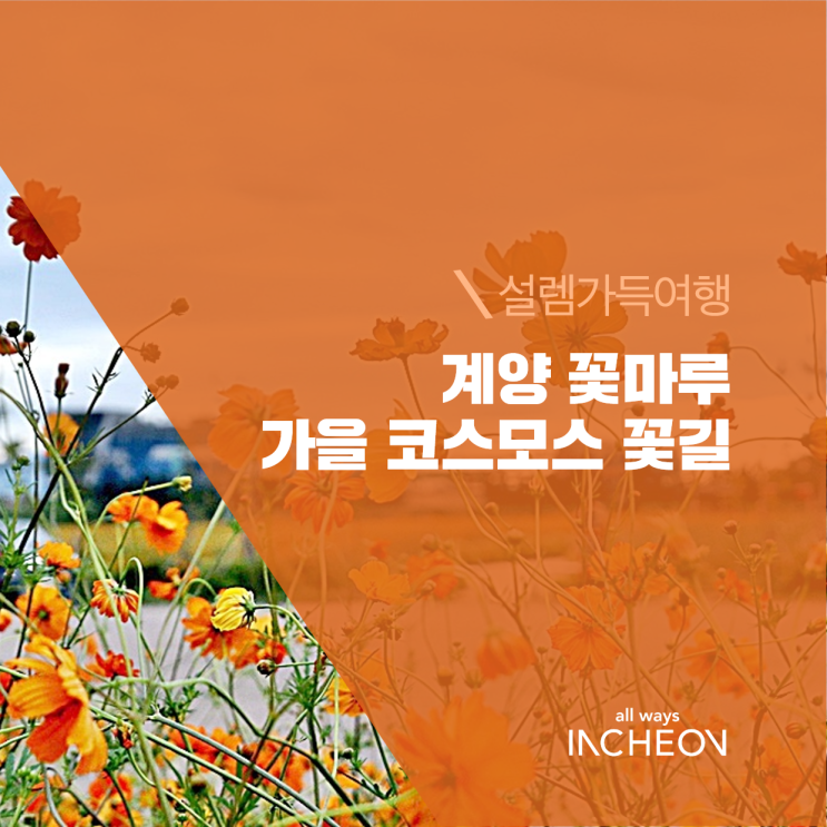 인천 가을여행 계양 꽃마루 코스모스 꽃길 걸어요