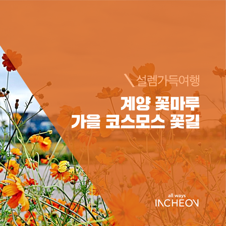  인천 가을여행 계양 꽃마루 코스모스 꽃길 걸어요