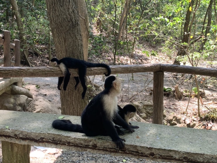  이번엔 Honduras Roatan!