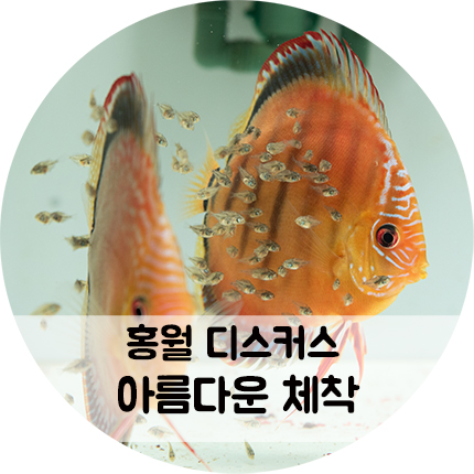 홍월 디스커스의 아름다운 체착모습