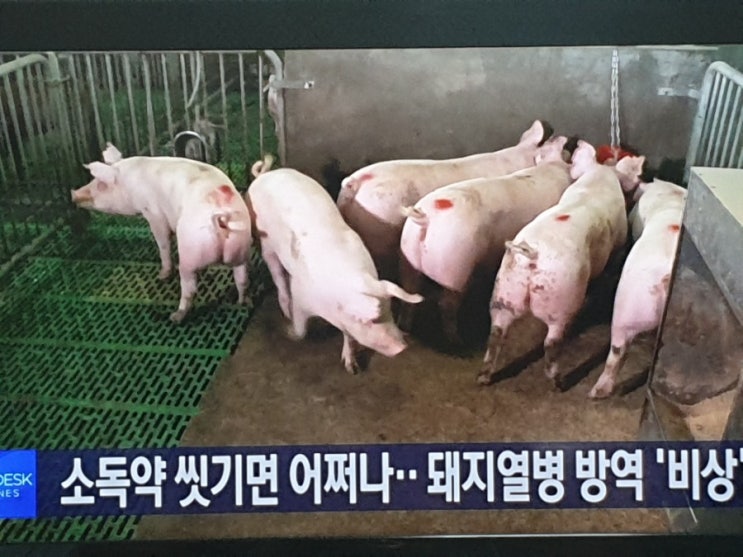  소독약 씻겨 내리면 어쩌나…태풍에 방역 '긴장'