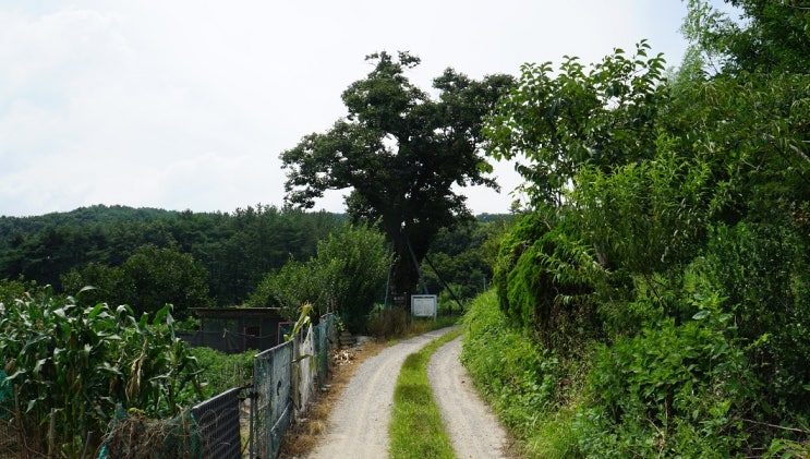 [ 경남 ] 2019, 老巨樹 [1] … 6. 의령 백곡리 감나무
