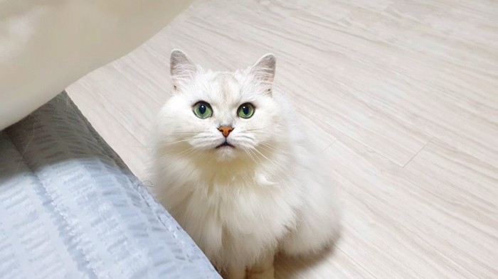 고양이가 집사를 빤히 쳐다보는 이유 : 네이버 블로그