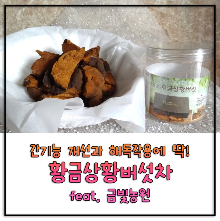  [부모님선물추천] 간 기능 개선과 해독작용에 딱! 황금 상황버섯차 feat. 금빛농원