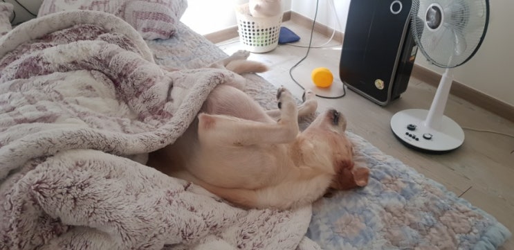  동물농장 마루월드