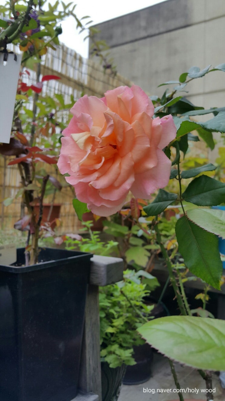  가을