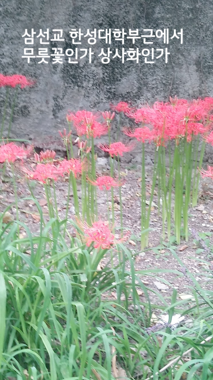  서장훼성(鼠腸虺性)