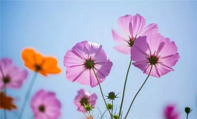  @운남 사람 거상 꽃 피고 예쁘고 예쁜 꽃들이여, 이 가장 아름다운 꽃구경을 받아주세요!
