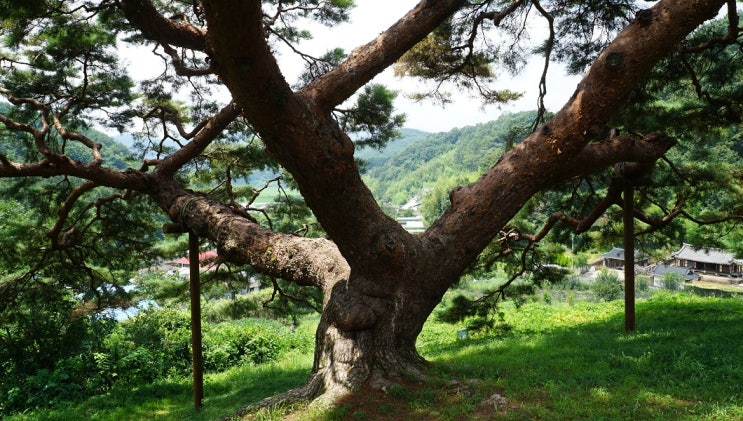 [ 경남 ] 2019, 老巨樹 [1] … 5. 의령 성황리 소나무