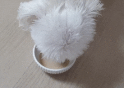  강아지유산균 설사,젤리똥,혈변에 챙겨줘요 뉴트리펫 알파유산균