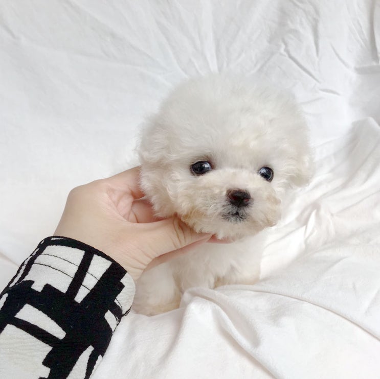  강동구 미니비숑프리제 오직 여기뿐