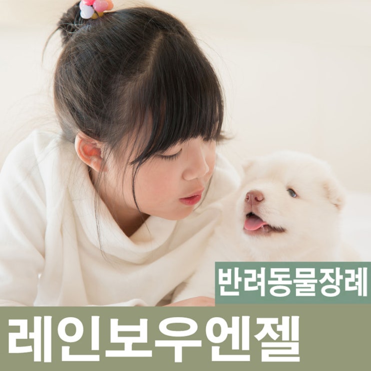 서울 용인 안양 성남 과천 강아지 장례 고양이 장례식장 꼭 확인해야 할것들은?