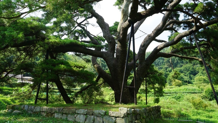[ 경남 ] 2019, 老巨樹 [1] … 9. 합천 화양리 소나무