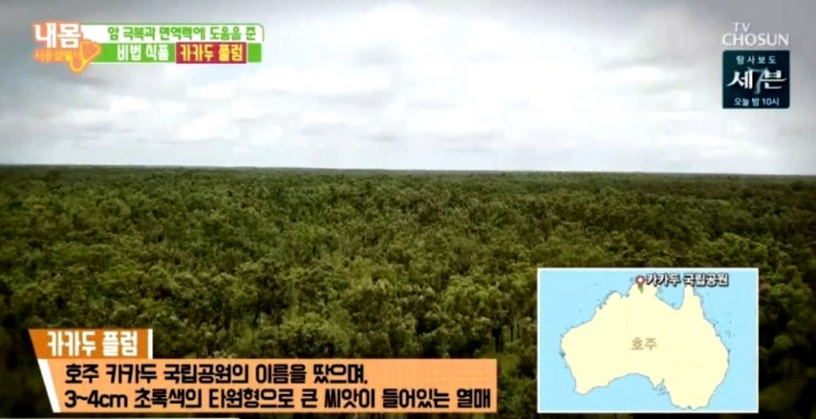  카카두플럼 효능 부작용 섭취방법 항산화 물질이 중요한 이유