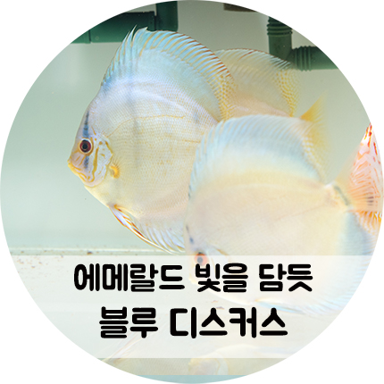 에메랄드빛 바다를 품은 영롱한 블루 디스커스