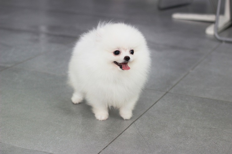  화곡동포메라니안분양 다양한혜택