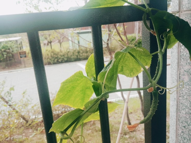  베란다텃밭 : 오이가 풍년~!