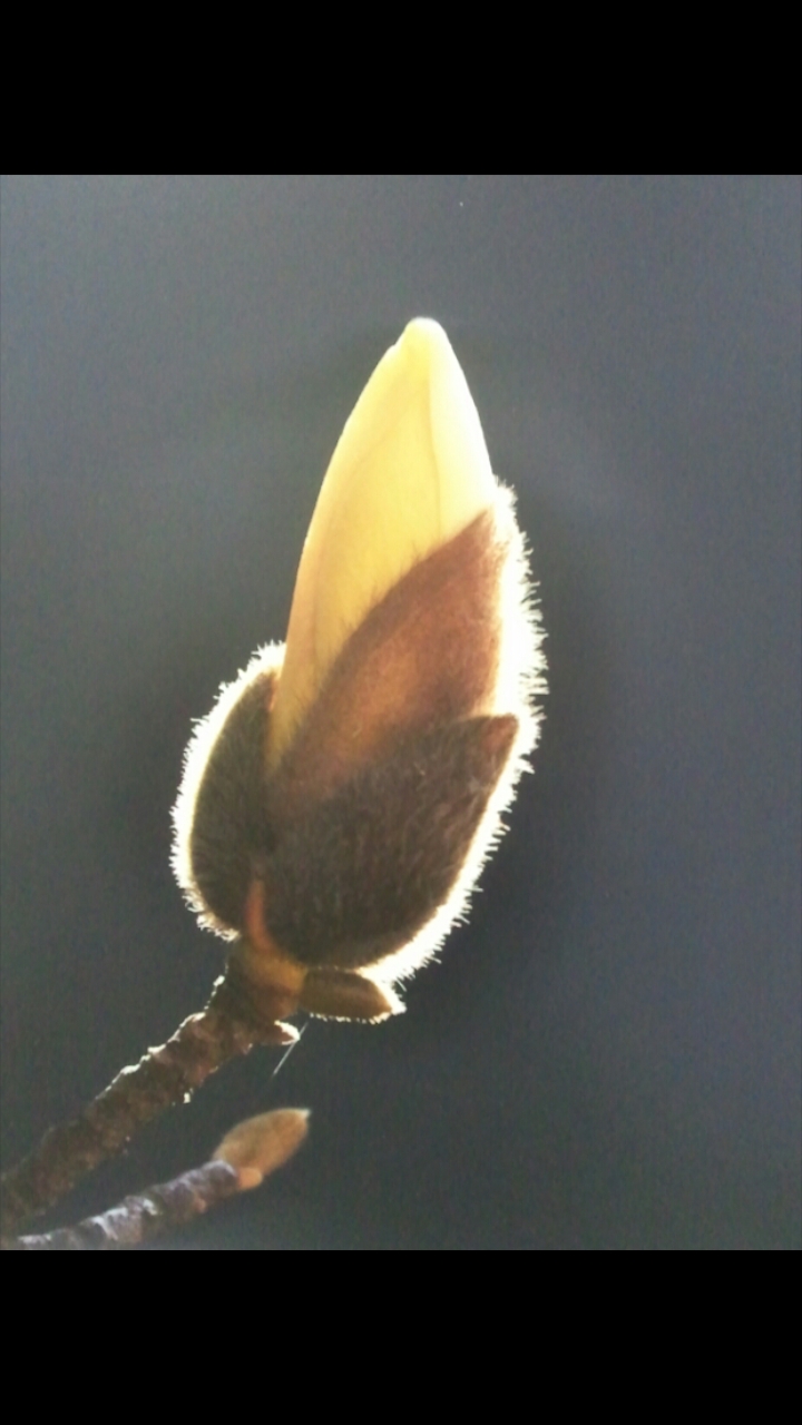  眞
