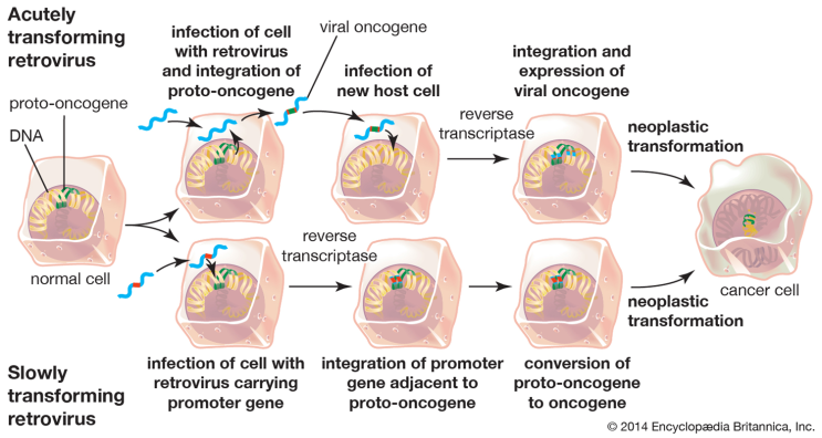  [챠밍의 암 이야기]③Oncogenes (발암유전자)
