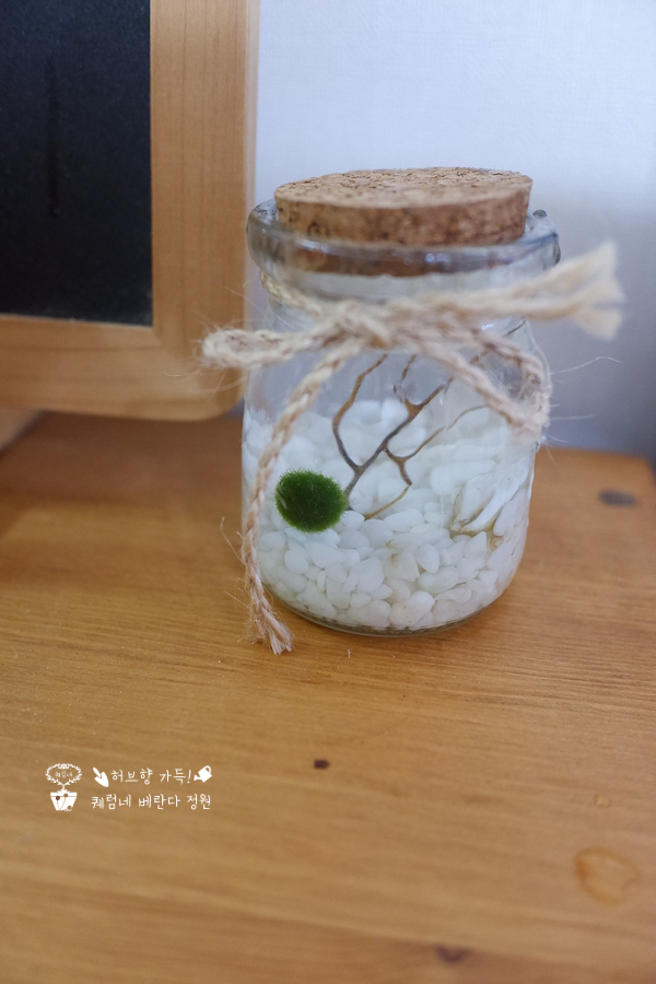  마리모 키우는법, 여름 이렇게 보냈어요~