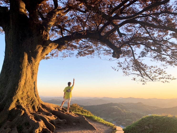  부여 가볼만한곳 성흥산성 사랑나무 사진명소 델루나 나무