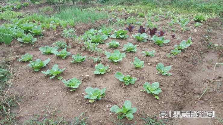  태풍타파 오는날/주말농장/의왕시/도깨비도로/안양~성남 지방도로