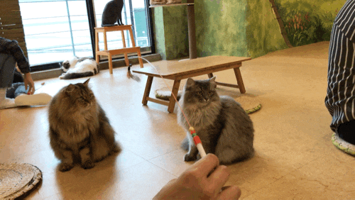  [오늘도고양이] 홍대이색데이트/홍대고양이카페/실내좌식데이트