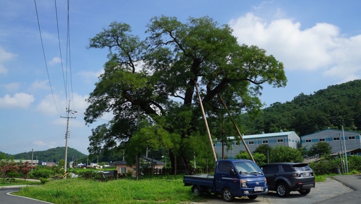 [ 경남 ] 2019, 老巨樹 [1] … 1. 함안 영동리 회화나무