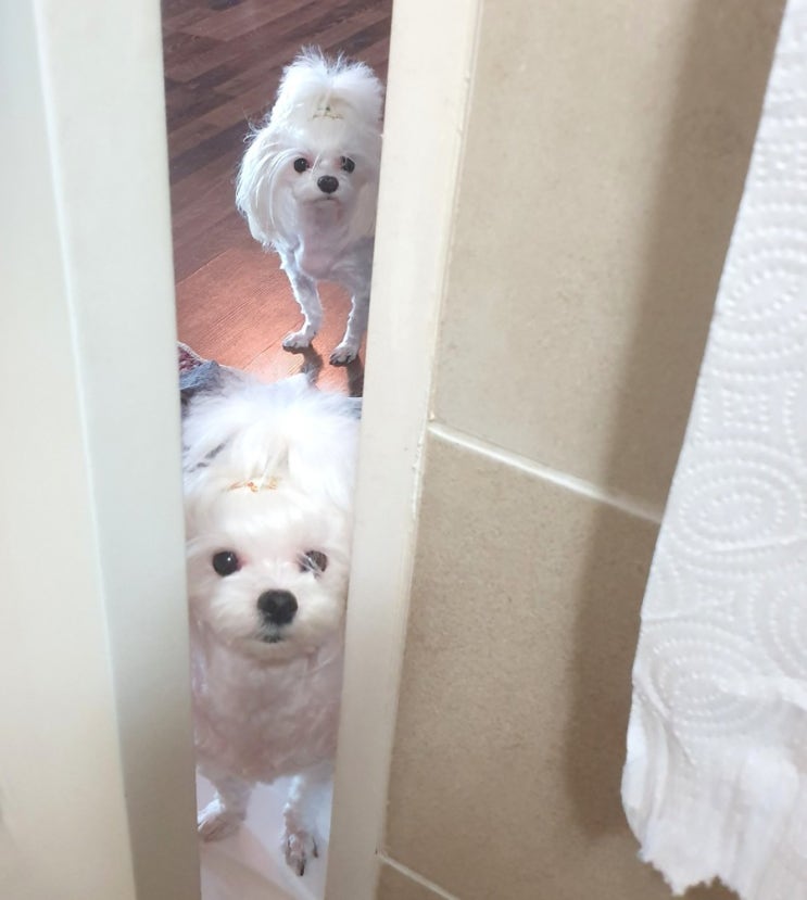  나에게도 자유를 달라...!!!!