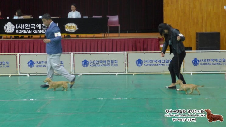  [2019,09,21]한국애견협회 도그쇼/ 장안대학교 제2회 KKC 인터내셔널 도그쇼